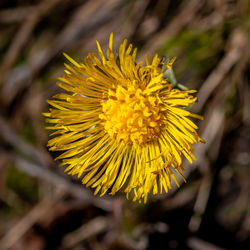 Close-up of yellow flowering plant