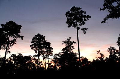 Low angle view of silhouette trees against sky at sunset