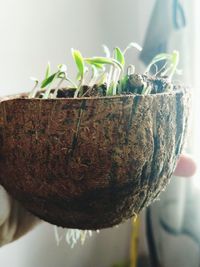 Close-up of potted plant