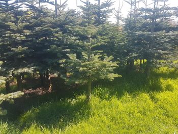 Plants and trees on field