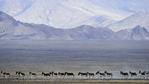 Horses on landscape against mountains