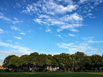 Trees against blue sky