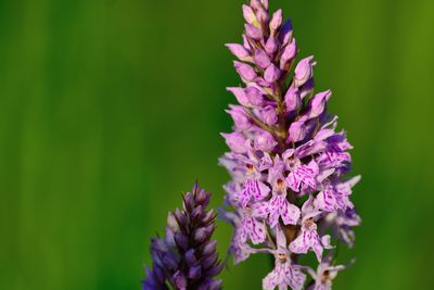 Close-up of purple flowers