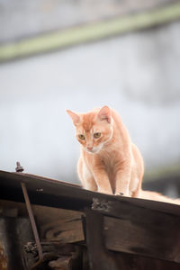 Portrait of cat sitting on wood