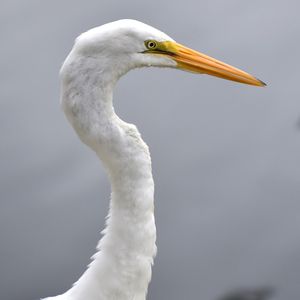 Close-up of a bird against the sky