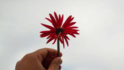 Close-up of hand holding red flower against white background