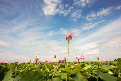 Close-up of pink flowering plant against cloudy sky