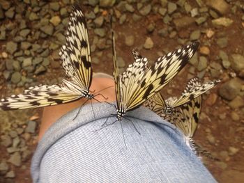 Close-up of butterfly on hand