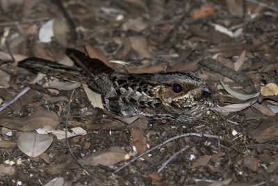 High angle view of lizard on land