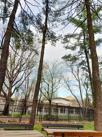 Trees in park against sky