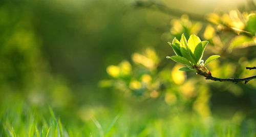 Close-up of plant growing on field