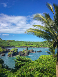 Scenic view of palm trees by sea against sky