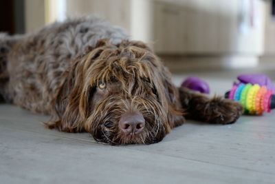 Close-up portrait of dog lying on floor