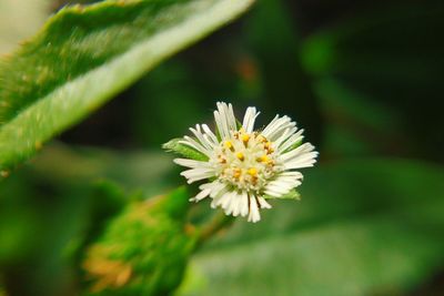 Close-up of insect on flower blooming outdoors