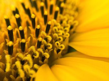 Close-up of yellow flower blooming outdoors