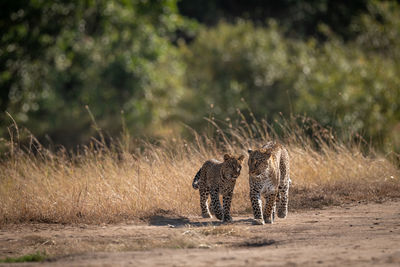 Leopard and cub walk on dirt track