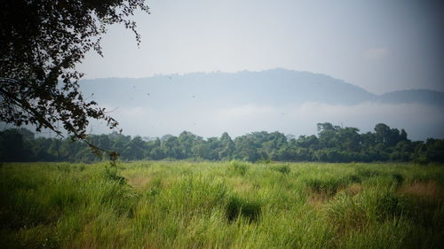 Scenic view of field against sky during foggy weather