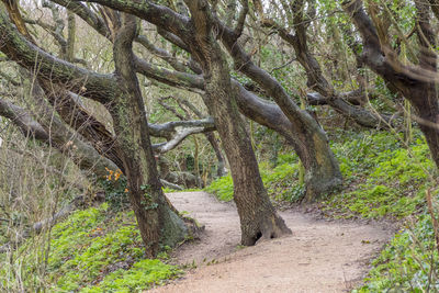 Trees growing in forest