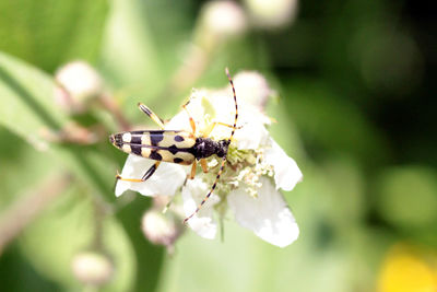 Close-up of butterfly pollinating on flower