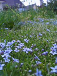 Close-up of purple flowering plants on field