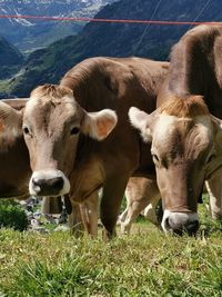 Cows on field