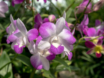 Close-up of flowers blooming outdoors