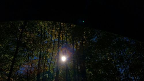 Low angle view of trees against sky