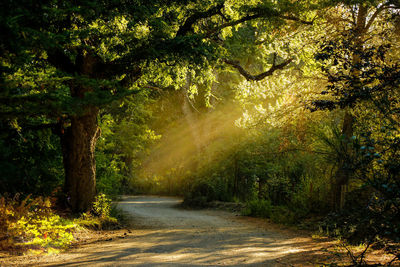 Trees in forest