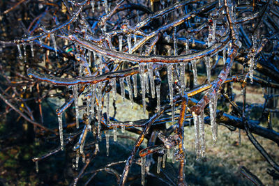 Close-up of plants in forest during winter