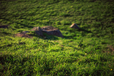 View of grassy field