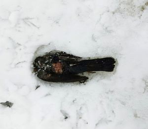 High angle view of horse on snow