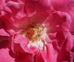 Close-up of pink flower blooming outdoors