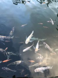 High angle view of fish swimming in lake