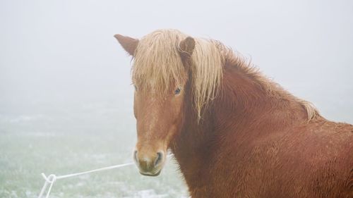 Close-up of a horse