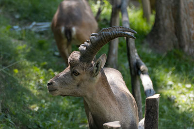 Deer in a forest