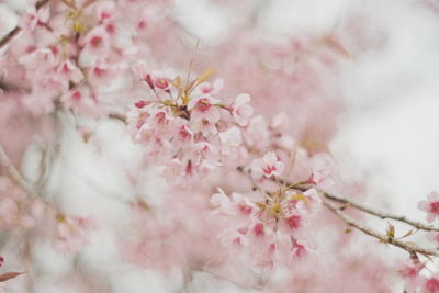 Close-up of pink cherry blossom tree