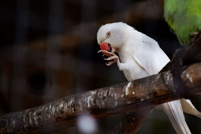 Close-up of parrot perching on branch