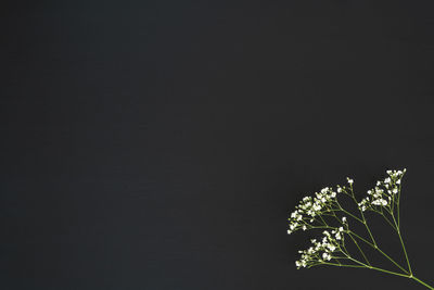 Close-up of plant against black background