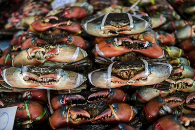 Alive sea crabs tied up for sale at the seafood market