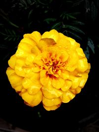 Close-up of yellow flower