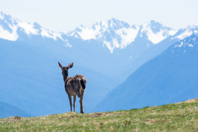 Giraffe standing on field against mountain range