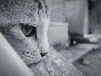 animal