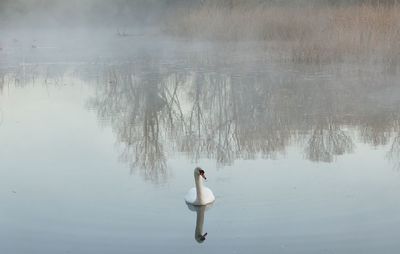 Reflection of man in lake