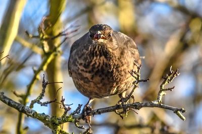 Close-up of bird perching on branch