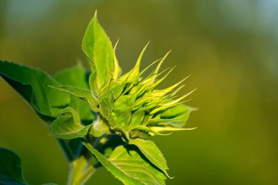 Close-up of flower buds growing outdoors