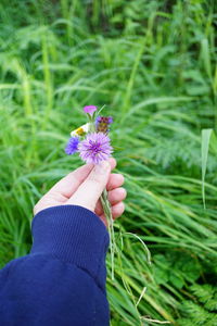 Close-up of purple flowering plant