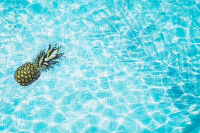 High angle view of a turtle in swimming pool