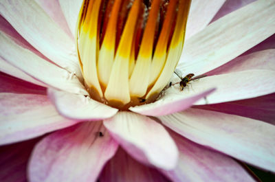 Close-up of insect on yellow flower