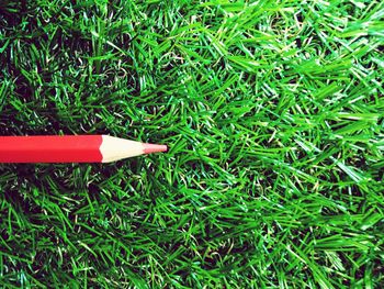 Close-up of grass on field