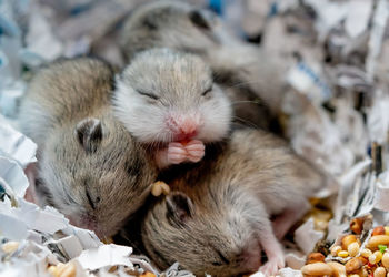 Close-up of a baby dwarf hamster